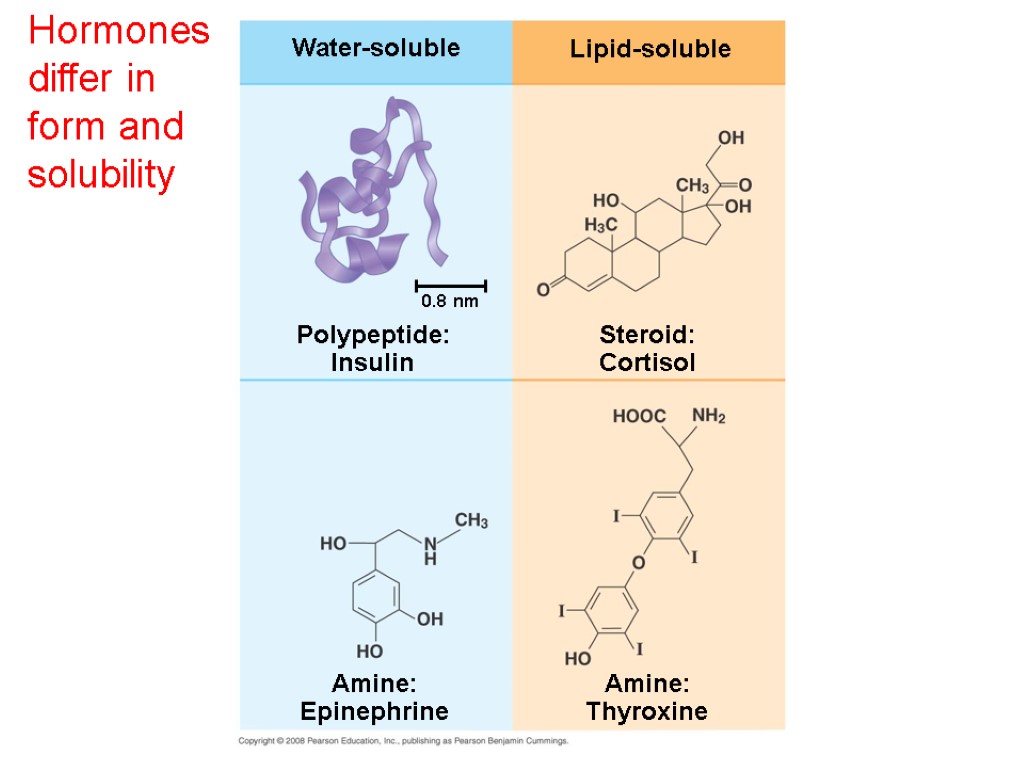 Hormones differ in form and solubility Water-soluble Lipid-soluble Steroid: Cortisol Polypeptide: Insulin Amine: Epinephrine